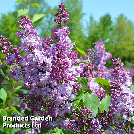 Syringa 'Michael Buckner' 3 Syringa 'Michael Buckner'