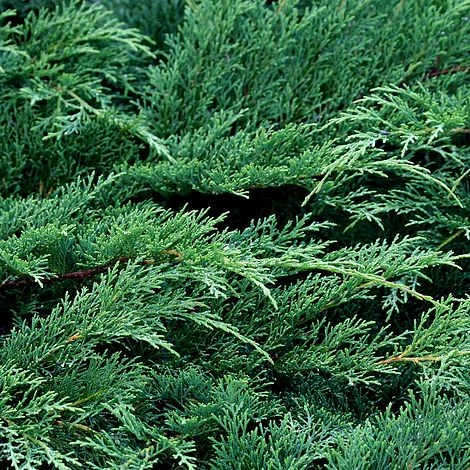 Microbiota Decussata 4 Microbiota Decussata - Image 2