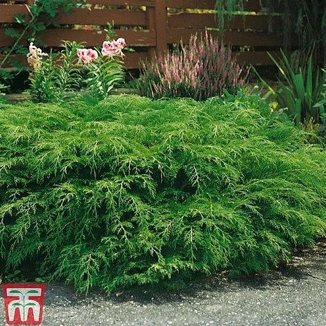 Microbiota Decussata 3 Microbiota Decussata