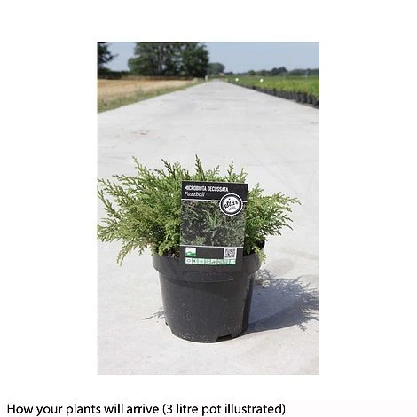 Microbiota Decussata 'Fuzzball' 4 Microbiota Decussata 'Fuzzball' - Image 2