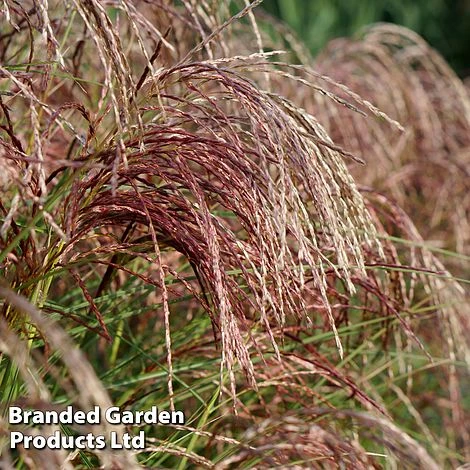 Miscanthus 'Red Cloud' 4 Miscanthus 'Red Cloud' - Image 2