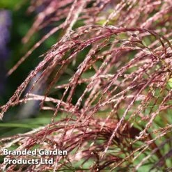 Miscanthus 'Red Cloud' 10 Miscanthus 'Red Cloud' -Garden Glory Sales MISC REDCLOUD S28693