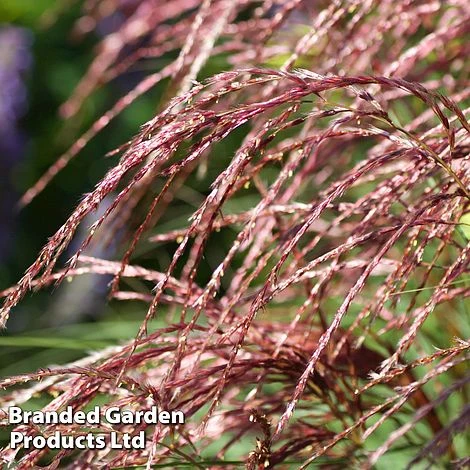 Miscanthus 'Red Cloud' 5 Miscanthus 'Red Cloud' - Image 3