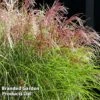Miscanthus 'Red Cloud' 1 Miscanthus 'Red Cloud' -Garden Glory Sales MISC REDCLOUD S28694