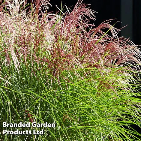Miscanthus 'Red Cloud' 3 Miscanthus 'Red Cloud'