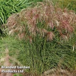 Miscanthus 'Red Cloud' 11 Miscanthus 'Red Cloud' -Garden Glory Sales MISC REDCLOUD S28695