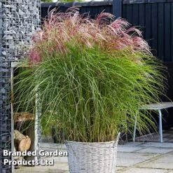 Miscanthus 'Red Cloud' 13 Miscanthus 'Red Cloud' -Garden Glory Sales MISC REDCLOUD S286981