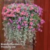 Coral Falls Basket -Garden Glory Sales MIXD BASKET S15630