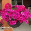 Pink Shockwave Preplanted Hanging Basket -Garden Glory Sales MIXD PINKSHOCK S35541