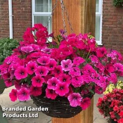 Pink Shockwave Preplanted Hanging Basket -Garden Glory Sales MIXD PINKSHOCK S35542