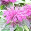 Monarda Didyma 'Balmy Purple' -Garden Glory Sales MONA KC9172 A