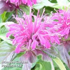 Monarda Didyma 'Balmy Purple'