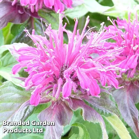 Monarda Didyma 'Balmy Purple' 3 Monarda Didyma 'Balmy Purple'