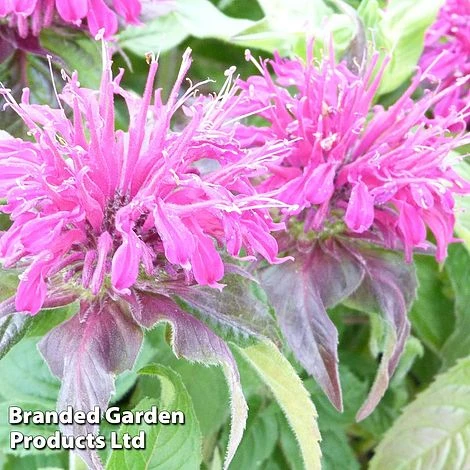 Monarda Didyma 'Balmy Purple' 4 Monarda Didyma 'Balmy Purple' - Image 2