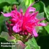 Monarda Didyma 'Pink Lace' -Garden Glory Sales MONA KC9173 A