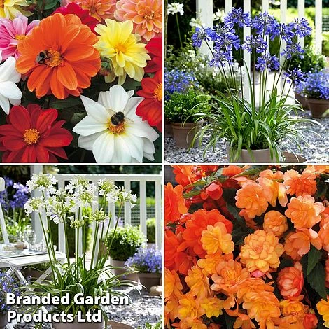 Summer Plant & Seed Collection 9 Summer Plant & Seed Collection - Image 7