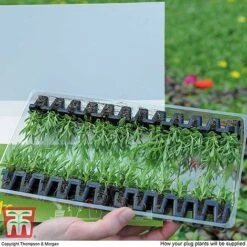 Summer Garden Plant Collection 11 Summer Garden Plant Collection -Garden Glory Sales MSE offer plant size