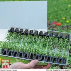 Nurserymans Choice Bedding Mix + 100g Incredibloom® + Nurserymans Choice Flower Seeds -Garden Glory Sales MSE offer plant size1