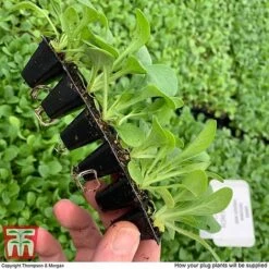 Summer Garden Plant Collection 10 Summer Garden Plant Collection -Garden Glory Sales MSE offer plant size2