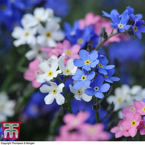 Forget-Me-Not Mixed 4 Forget-Me-Not Mixed - Image 2