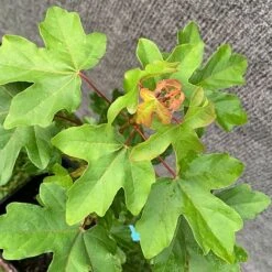 Field Maple Tree (Acer Campestre) Grown By Cotswold Trees -Garden Glory Sales Maple Leaves