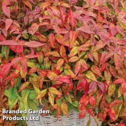 Evergreen Patio Shrub Collection -Garden Glory Sales NAND BLUSHPINK S08545