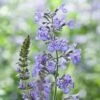 Nepeta Racemosa -Garden Glory Sales NEPE T64442 A h