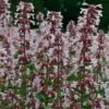Nepeta Nervosa 'Pink Candy' -Garden Glory Sales NEPE T64446 A h