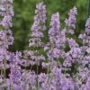 Nepeta 'Six Hills Giant' -Garden Glory Sales NEPE T64448 A h
