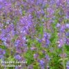 Nepeta X Faassenii 'Kit Kat' -Garden Glory Sales NEPE KITCAT1