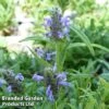 Nepeta Nervosa 1 Nepeta Nervosa -Garden Glory Sales NEPE NERVOSA1