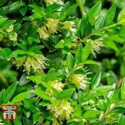 Lonicera Pileata -Garden Glory Sales NEW 2018 Master