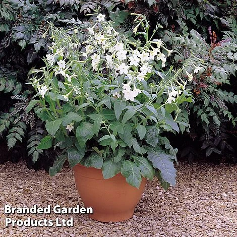 Nicotiana Alata 4 Nicotiana Alata - Image 2