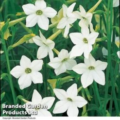 Nicotiana Alata 9 Nicotiana Alata -Garden Glory Sales NICO AFFINIS U63062