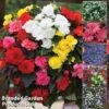 Nurserymans Choice Bedding Mix + 100g Incredibloom® + Nurserymans Choice Flower Seeds -Garden Glory Sales NURS BED COLL1