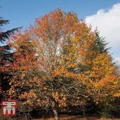 Nyssa Sylvatica -Garden Glory Sales NYSS T66353 B