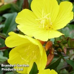 Oenothera Tetragona -Garden Glory Sales OENO KC9121 C