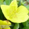 Oenothera Fruticosa 'Youngii' -Garden Glory Sales OENO KC9122 A