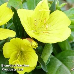 Oenothera Fruticosa 'Youngii' -Garden Glory Sales OENO KC9122 C