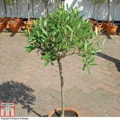 Olive Tree (Standard) -Garden Glory Sales OLIV T45799 A