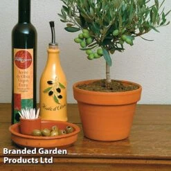 Olive Tree (Standard) -Garden Glory Sales OLIV OLEAEUROP S25343