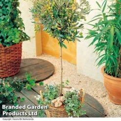 Olive Tree (Standard) -Garden Glory Sales OLIV STANDARD H25242