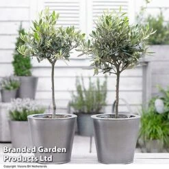 Olive Tree (Standard) -Garden Glory Sales OLIV STANDARD H48248