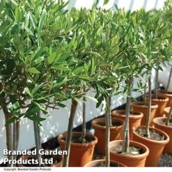 Olive Tree (Standard) -Garden Glory Sales OLIV STANDARD T20373