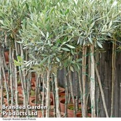 Olive Tree (Standard) -Garden Glory Sales OLIV STANDARD T25247