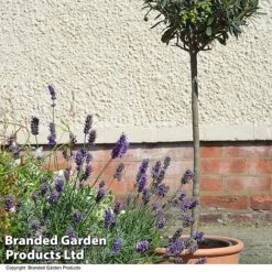 Olive Tree (Standard) -Garden Glory Sales OLIV STANDARD T25248