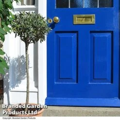 Olive Tree (Standard) -Garden Glory Sales OLIV STANDARD T25341