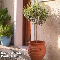 Olive Tree (Standard) -Garden Glory Sales OLIV STANDARD W48247