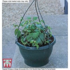 Petunia 'Frills & Spills'™ Mixed' Pre-Planted Basket -Garden Glory Sales ORAN KB3430 CC4