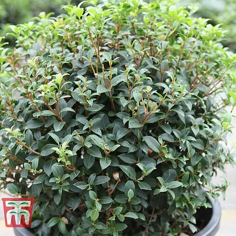 Osmanthus X Burkwoodii 4 Osmanthus X Burkwoodii - Image 2